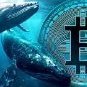 Cryptwhale