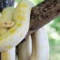 IdenticalPython